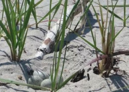 Piping Plover Eggs