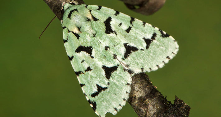 Acronicta fallax moth Fishers Island 2015