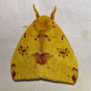 Automeris io moth