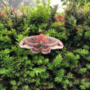 Cecropia moth