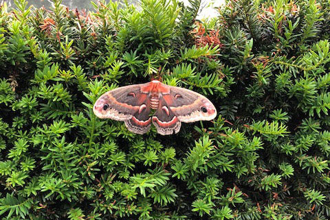 Cecropia moth