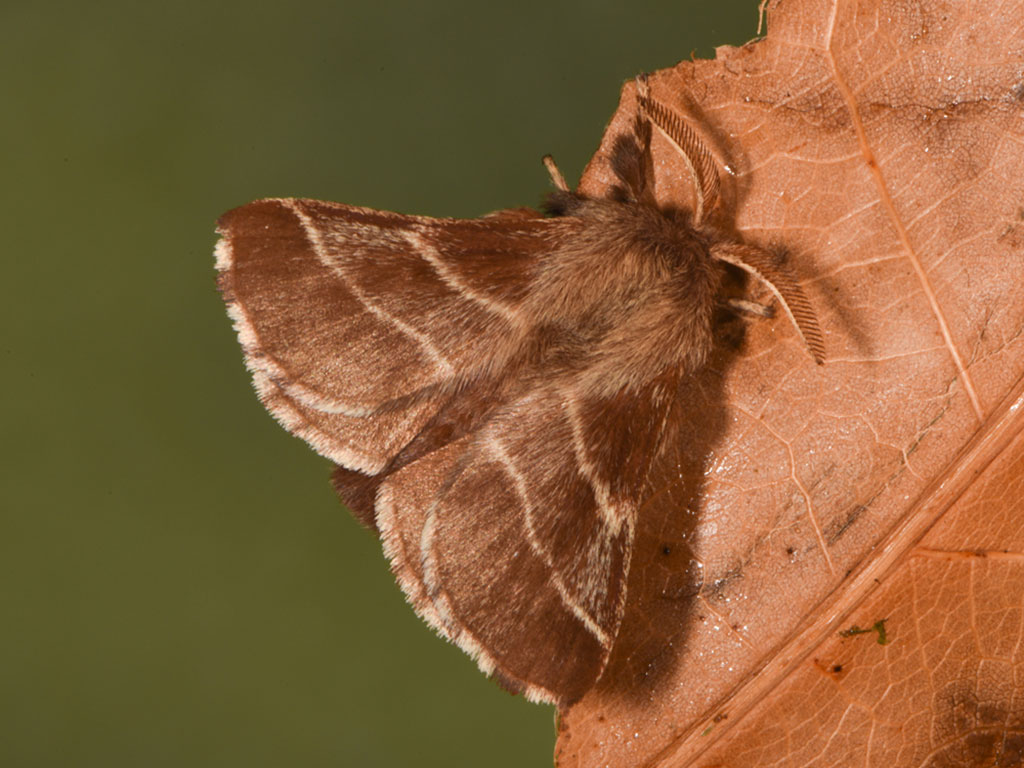 Eastern Tent Caterpillar Moth – Fishers Island Conservancy