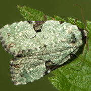 Green leuconycta moth