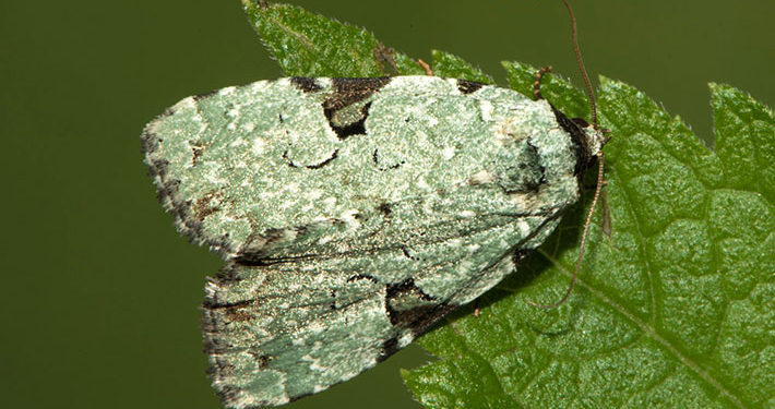 Green leuconycta moth