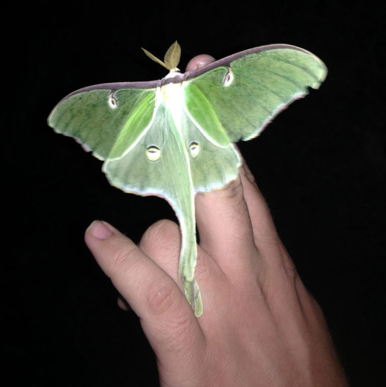 great lunar moth dolittle