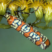 Alianthus webworm