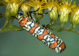 Alianthus webworm