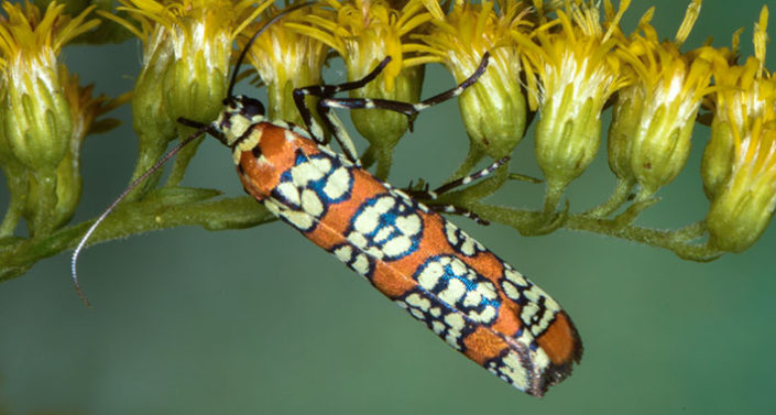 Alianthus webworm