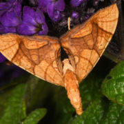 greater grapevine looper moth