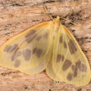 the beggar moth