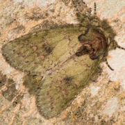 wavy line heterocampa moth