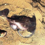 Atlantic Torpedo ray