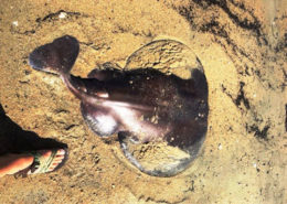 Atlantic Torpedo ray