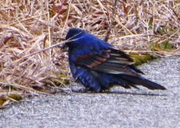 Blue Grosbeak by Justine Kibbe