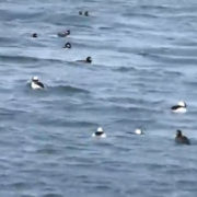 Bobbing Bufflehead