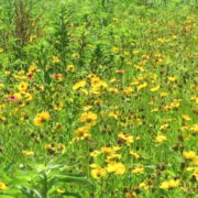 Demonstration Garden Moment