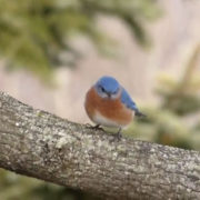 Eastern Bluebirds Sighted West