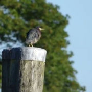 Hay Harbor's Local Green Heron