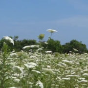 Queen Anne's Meadow & Melody