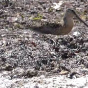 Short-billed Dowitcher's Brunch