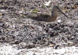 Short-billed Dowitcher's Brunch