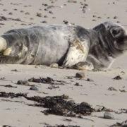 Stranded Gray Seal Pup