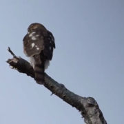 Young Northern Harrier