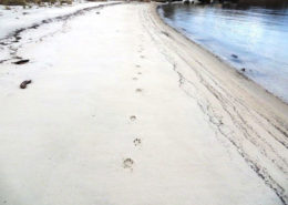 Coyote tracks along Dock Beach