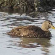 ducky with winter