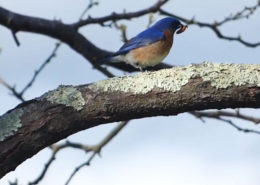 father bluebird