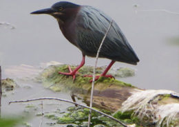 Green Heron