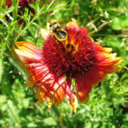 Firewheel petals in demonstration garden