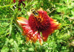 Firewheel petals in demonstration garden