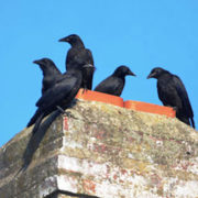 crows