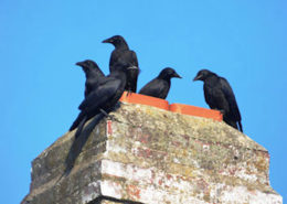 crows