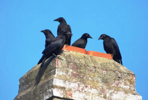 crows