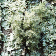 Lichen