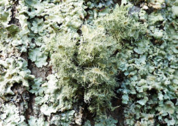 Lichen