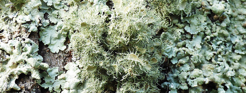 Lichen