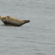 harbor seal