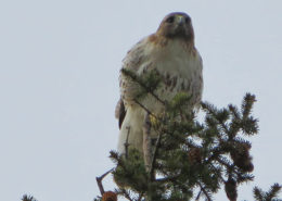 Juvenile Red-tailed hawk, Middle Farms