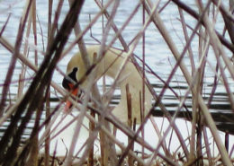 Mute Swan nesting, Fishers Island