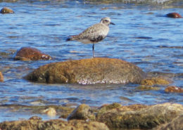 Black-bellied plover by Justine Kibbe