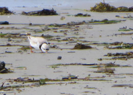 Piping Plover morning tidal wrack line