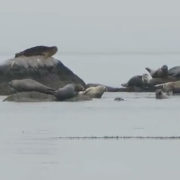 Hungry Point Harbor Seals