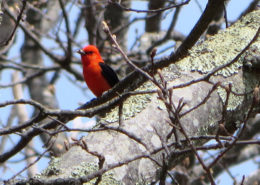 Scarlet Tanager