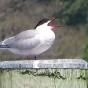 Common Tern courting ritual