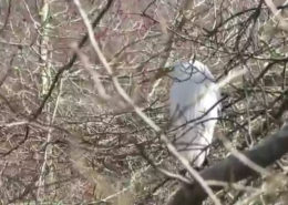 Hidden egrets