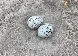 Killdeer eggs