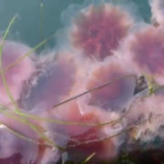 Lion’s mane Jelly Fish